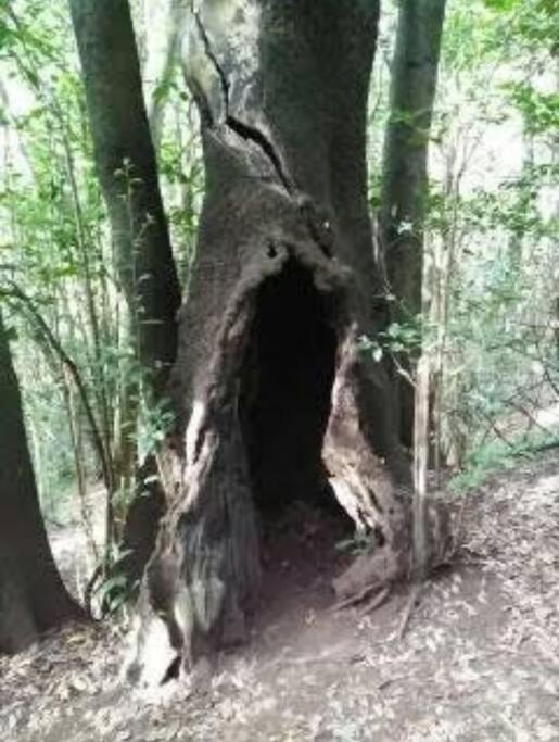 Monte Verde Chinamada Dış mekan fotoğraf